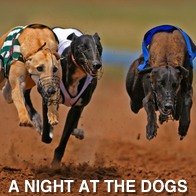 A Night At The Dogs