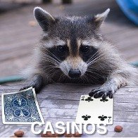Racoon Gambling