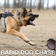 German Shepherd Rabid dog chase