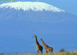 Giraffes with Mount Kilimanjaro Backdrop