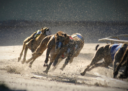 Greyhound Racing 