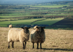 Sheep in North Wales