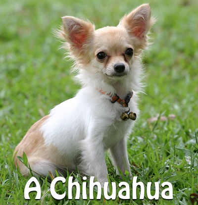 A Chihuahua
