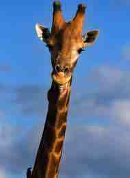 Giraffe from Chester Zoo