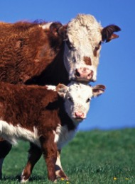 Hereford Bull & calf