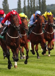 Horse Racing group of horses