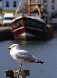 Seagull