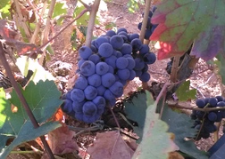 Grapes in vineyard in Valencia