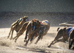 Greyhound Racing 
