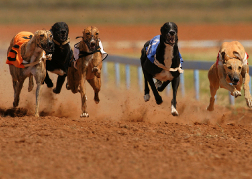 Greyhound Racing 