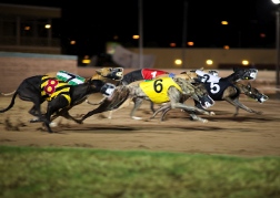 Greyhound Racing