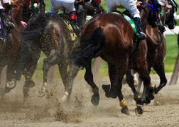 Horse Racing