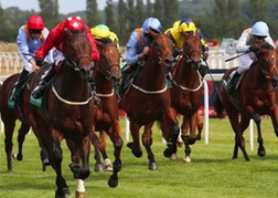 Horse Racing Newbury