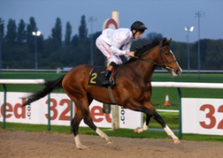 Horse Race evening meet Wolverhampton