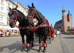 Carriage Horses Krakow