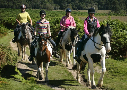 Group Pony Trekking in Bournemouth