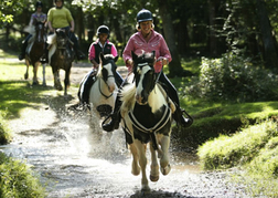 Pony trekking in Bournemouth