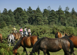 Ponies in Bournemouth