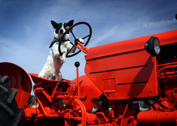 Dog on Tractor