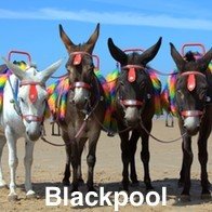 Blackpool Beach Donkeys