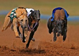 Greyhound Racing