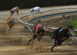 Greyhound Racing 